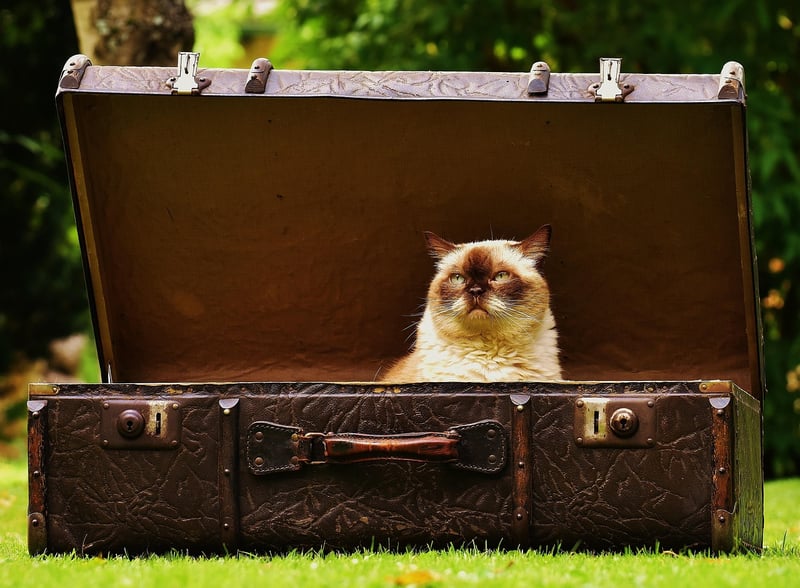 Vintage Suitcase Pet Bed